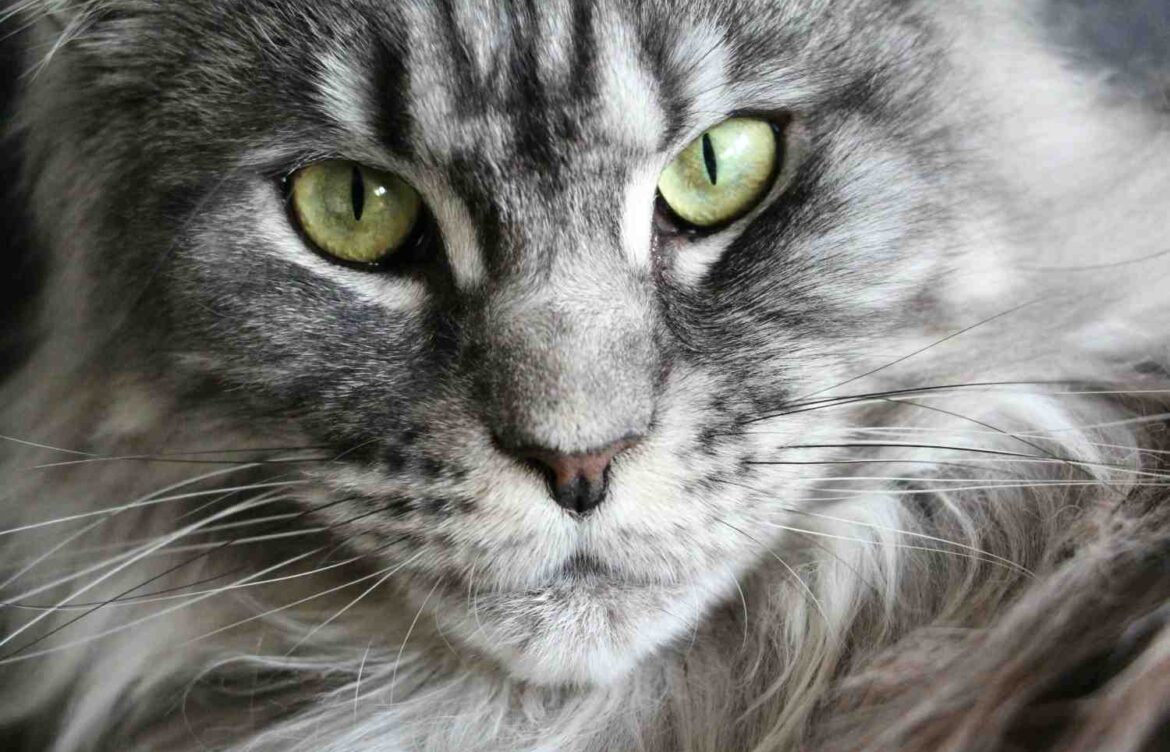 Do Maine Coon Cats Shed?