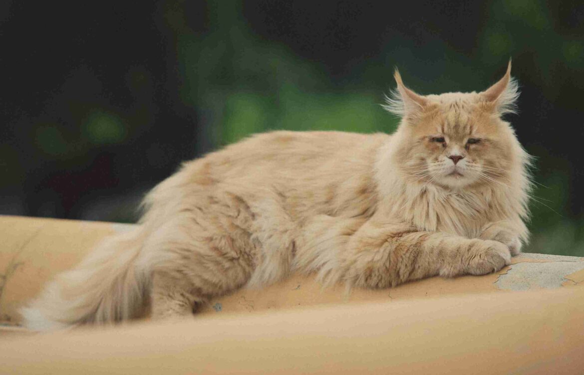 How Long Do Maine Coon Cats Live?