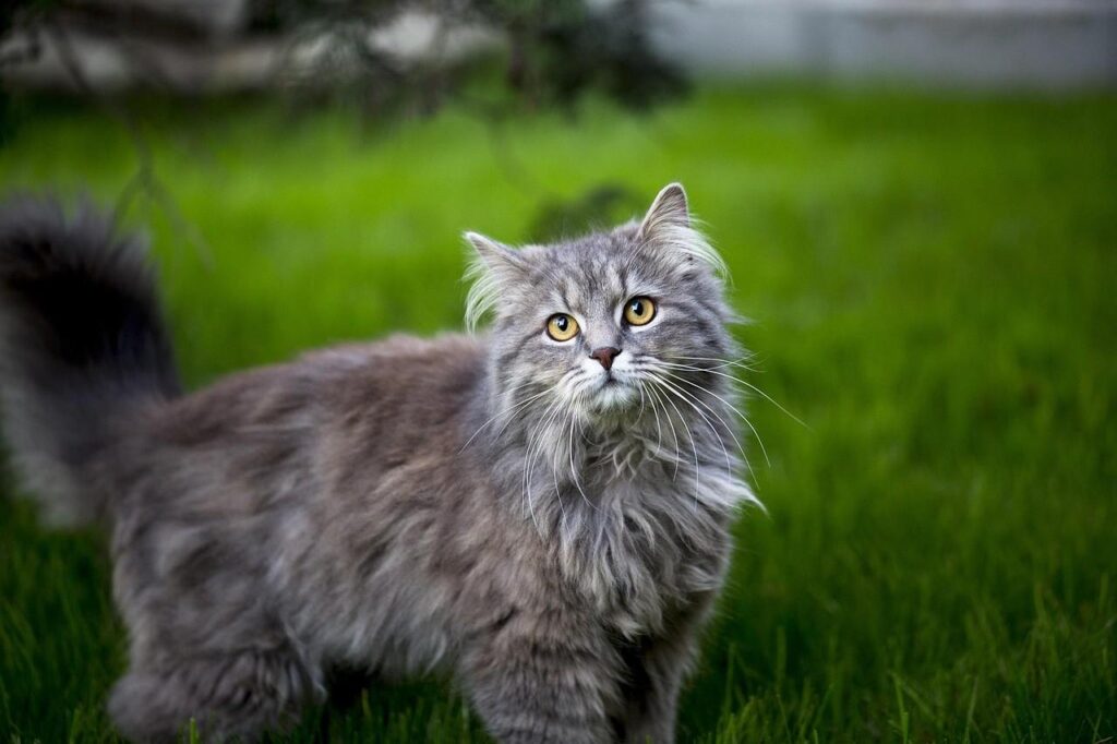 big is a maine coon cat